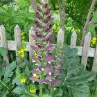 Stacheliger Bärenklau im Bauerngarten.