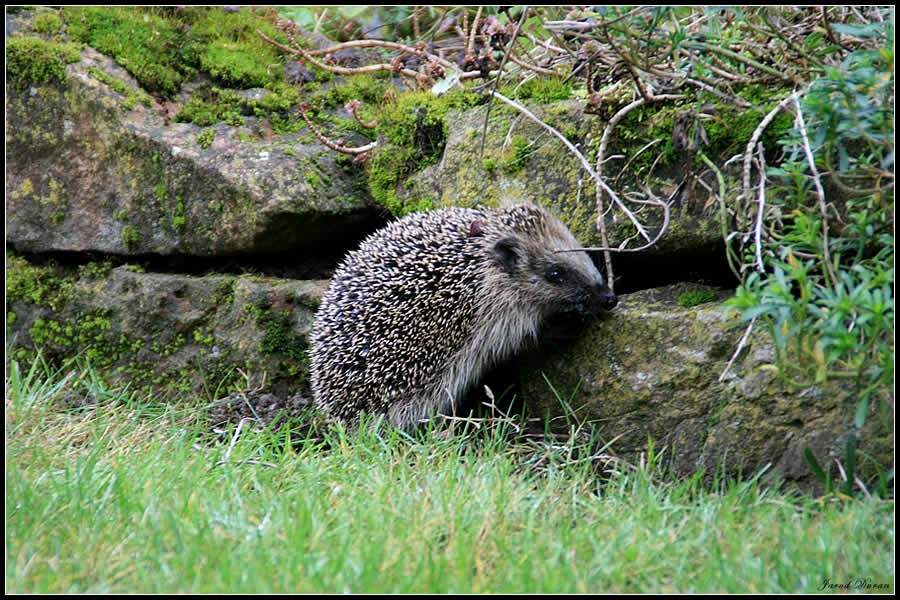 Stacheliger Besuch