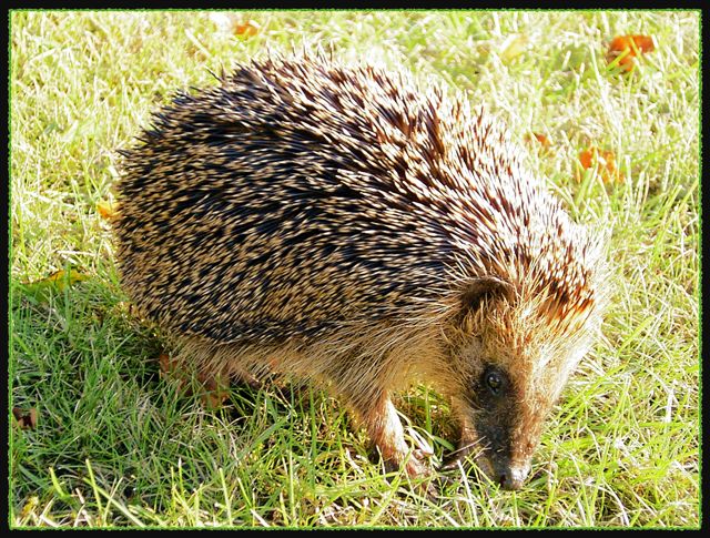 stacheliger Besuch im Garten