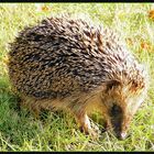 stacheliger Besuch im Garten