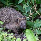 stacheliger Besuch in unserem Garten