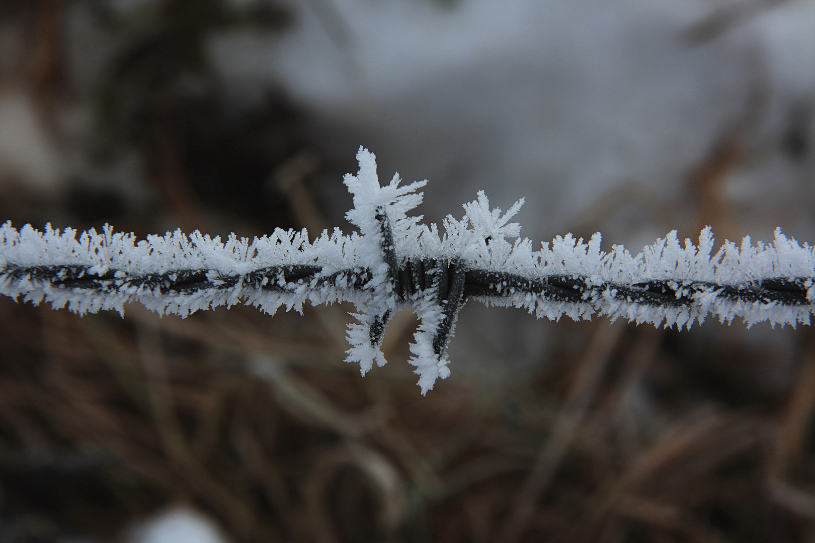 STACHEL(iger)-DRAHT