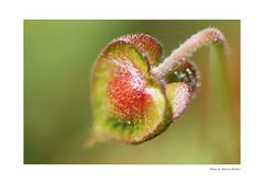 stacheliger Frühling