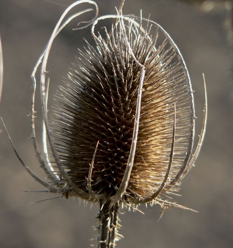 Stacheliger Herbst