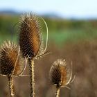 Stacheliger Herbst