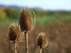 Stacheliger Herbst