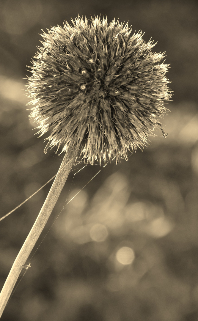 Stacheliger Herbst