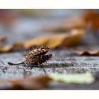 stacheliger Herbstbote