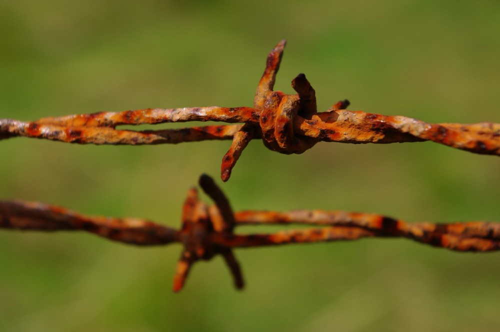 "stacheliger Knoten"