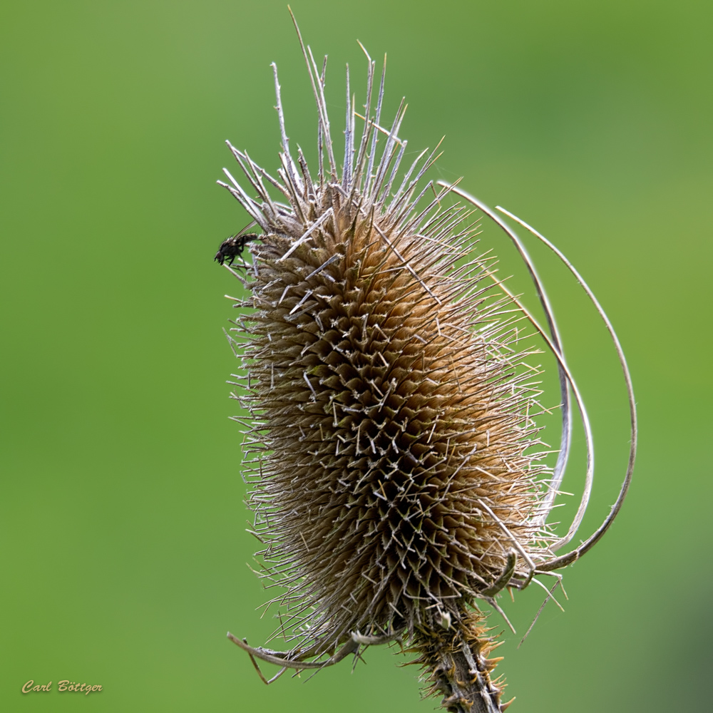 Stacheliger Landeplatz - Wilde Karde