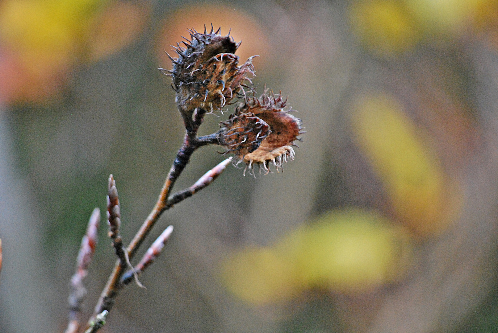 stacheliger November...