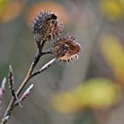 stacheliger November...