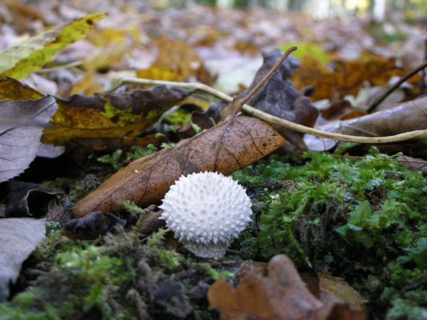 Stacheliger Pilz