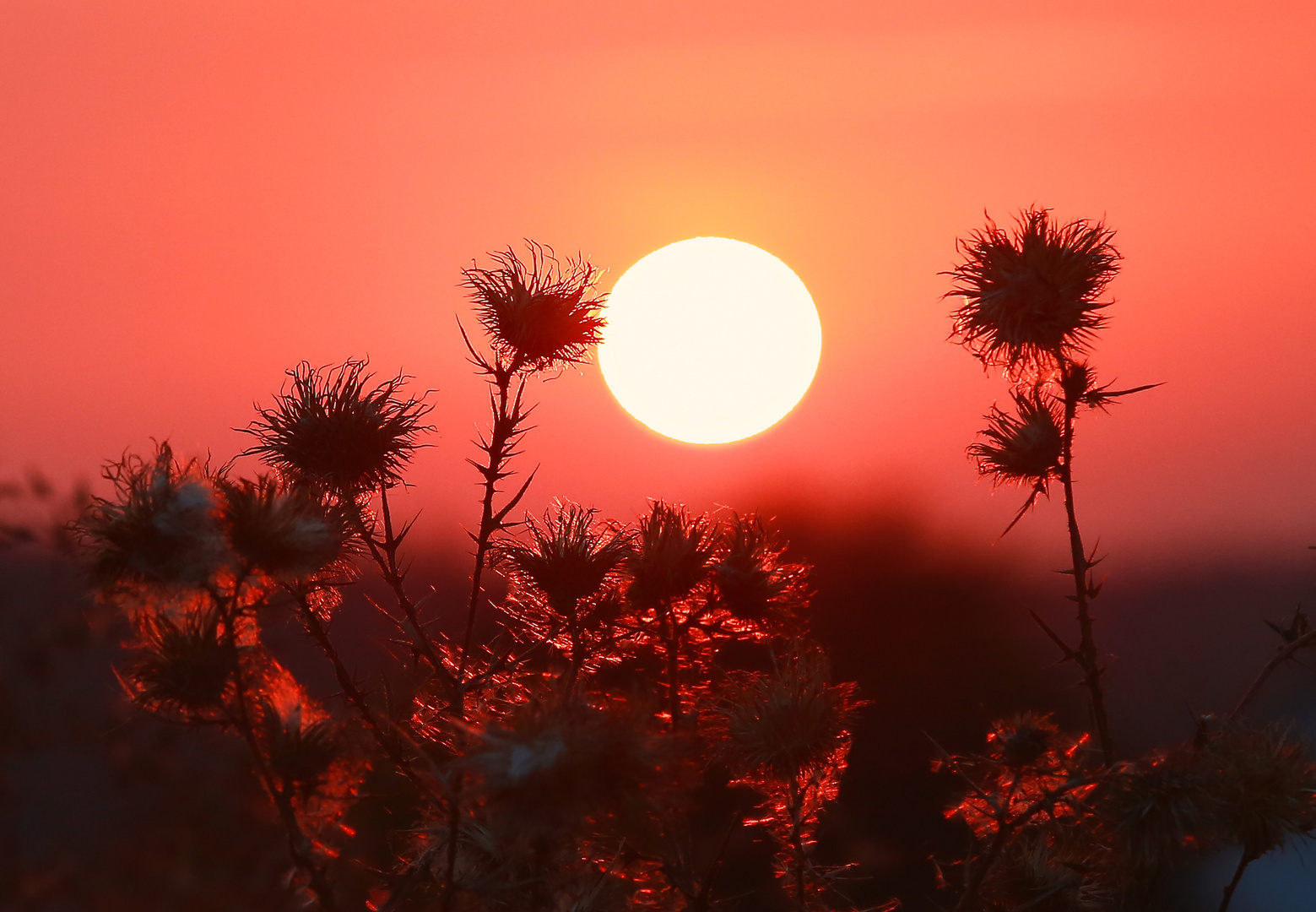 Stacheliger Sonnenuntergang