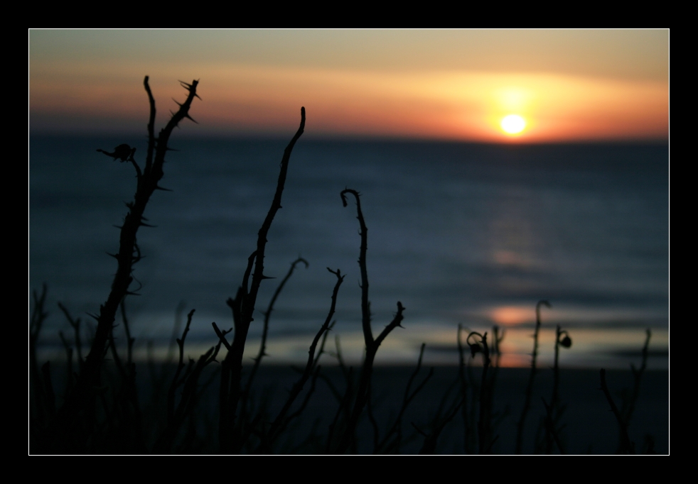 Stacheliger Sonnenuntergang