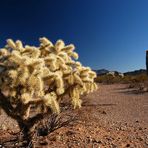 Stacheliger Teddy Bear Cholla