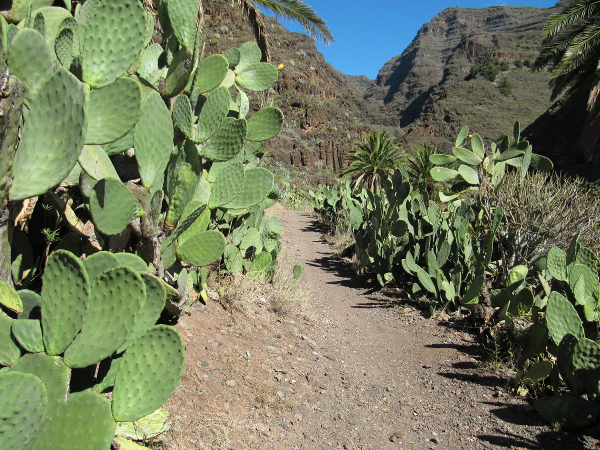 Stacheliger Wanderweg