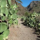 Stacheliger Wanderweg