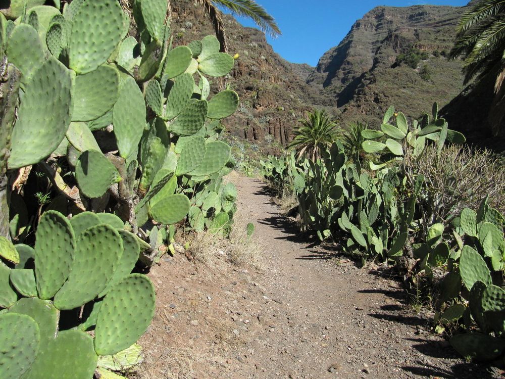 Stacheliger Wanderweg