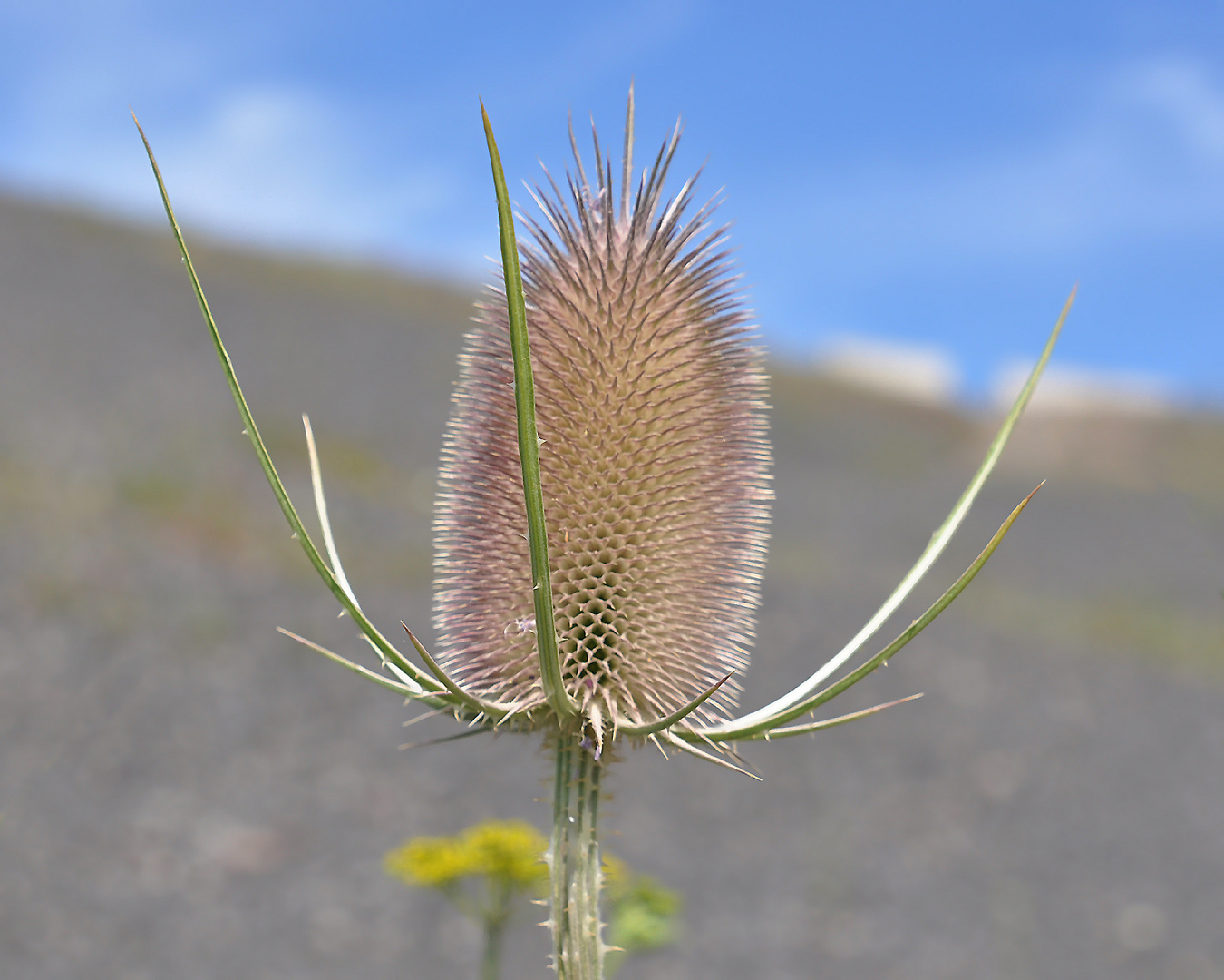 Stacheliges Haldenblümchen