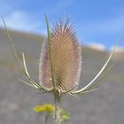 Stacheliges Haldenblümchen