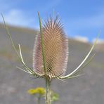 Stacheliges Haldenblümchen