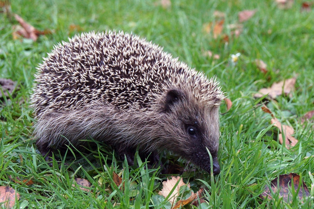 Stacheliges Kerlchen