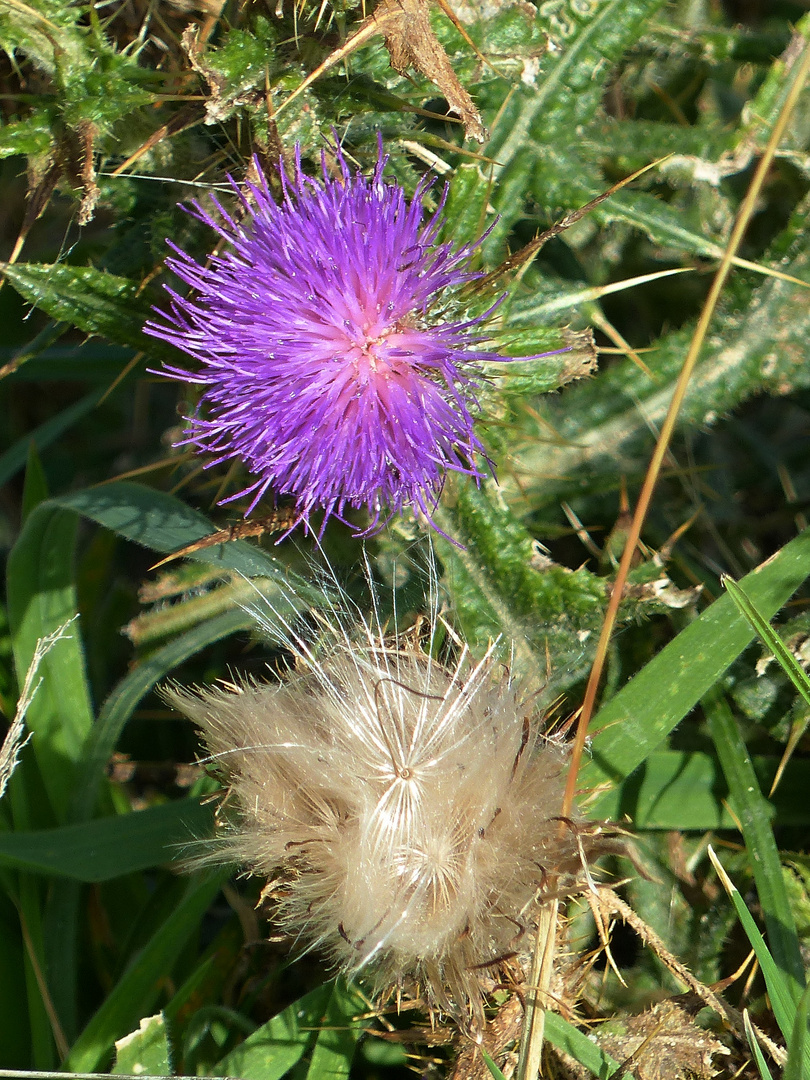 stacheliges Mittwochsblümchen