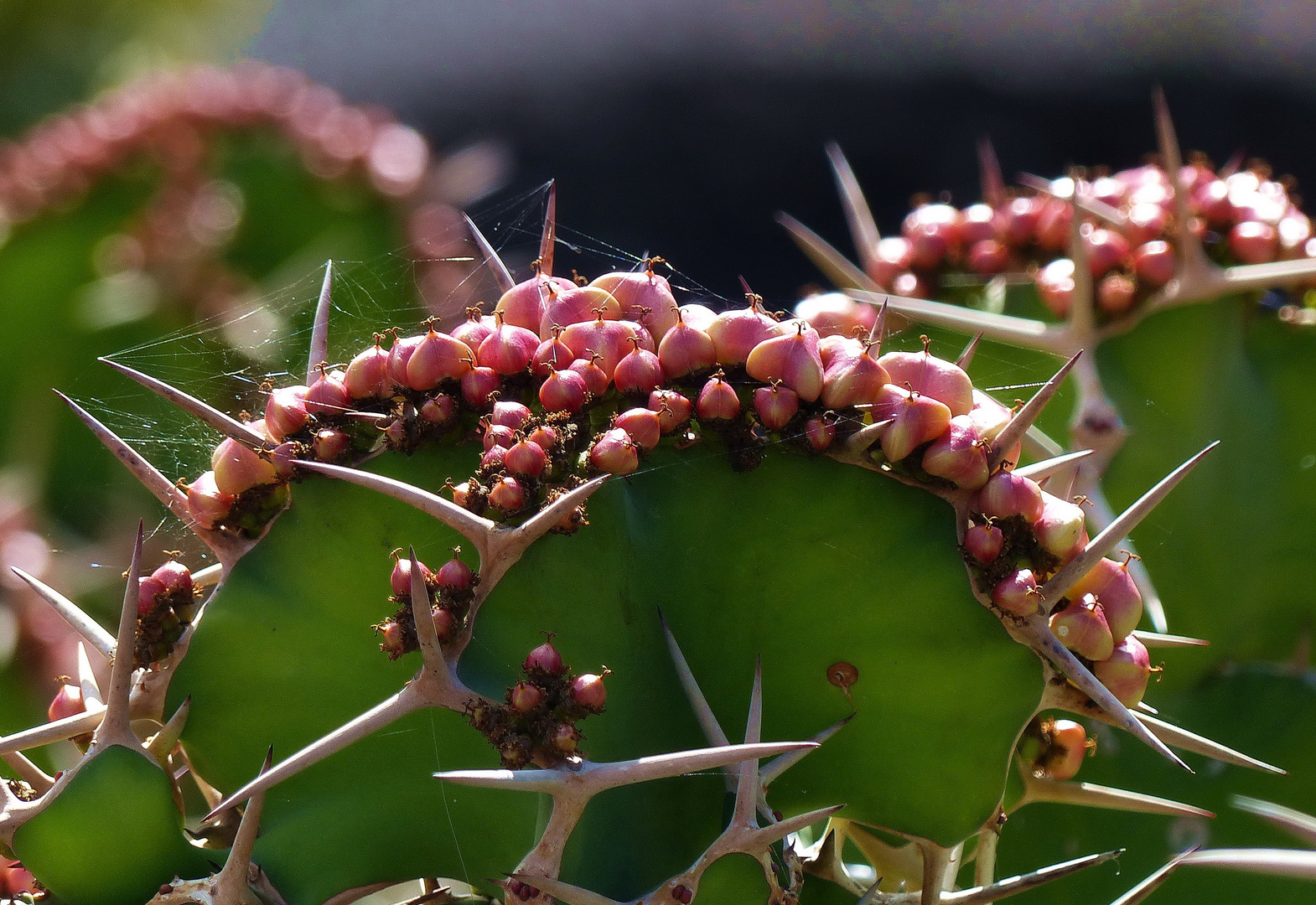 Stacheliges Mittwochsblümchen - Jardin de Cactus de Manrique