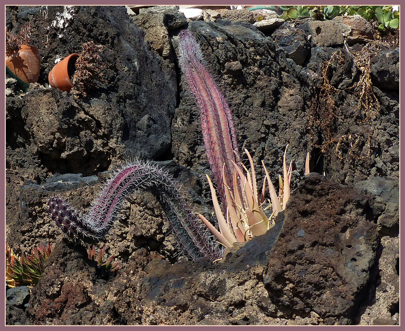 Stacheliges Mittwochsblümchen von Lanzarote