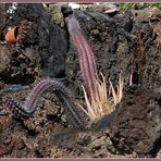 Stacheliges Mittwochsblümchen von Lanzarote