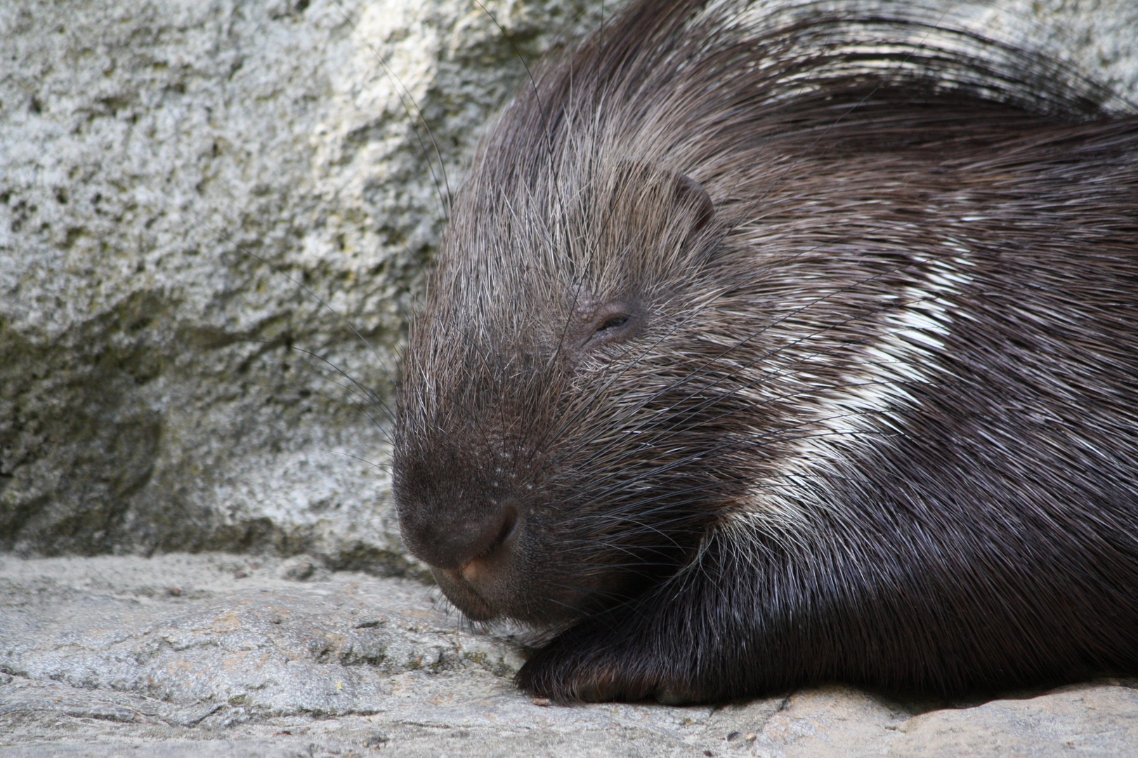 stacheliges Portrait