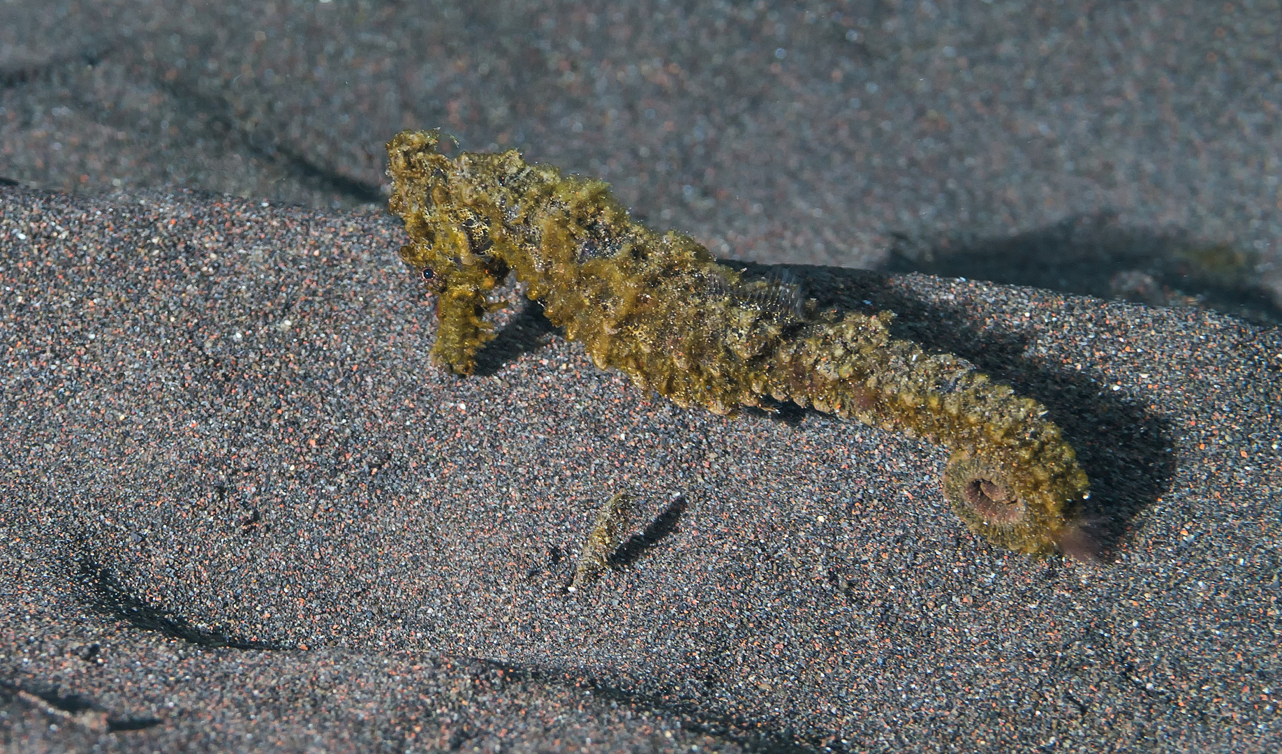 Stacheliges Seepferdchen / Hippocampus spinosissimus