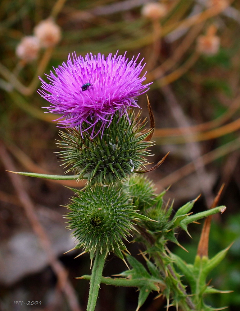 Stacheliges vom letzten Jahr - mit Blüte