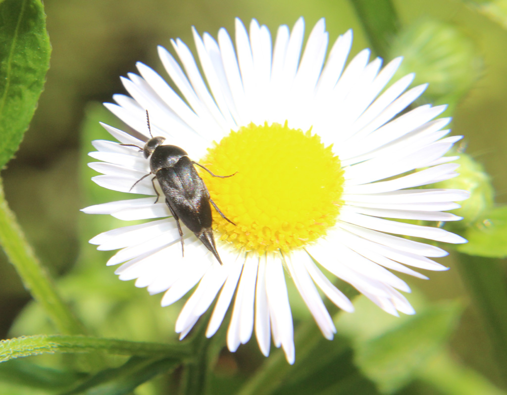 Stachelkäfer auf Mittwochsblümchen 