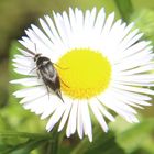 Stachelkäfer auf Mittwochsblümchen 