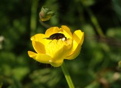 Stachelkäfer (Mordellidae) auf Hahnenfuß