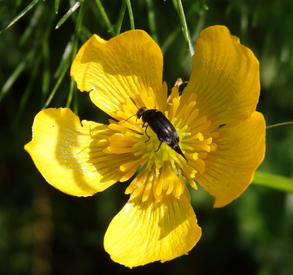 Stachelkäfer (Mordellidae) auf Hahnenfuß