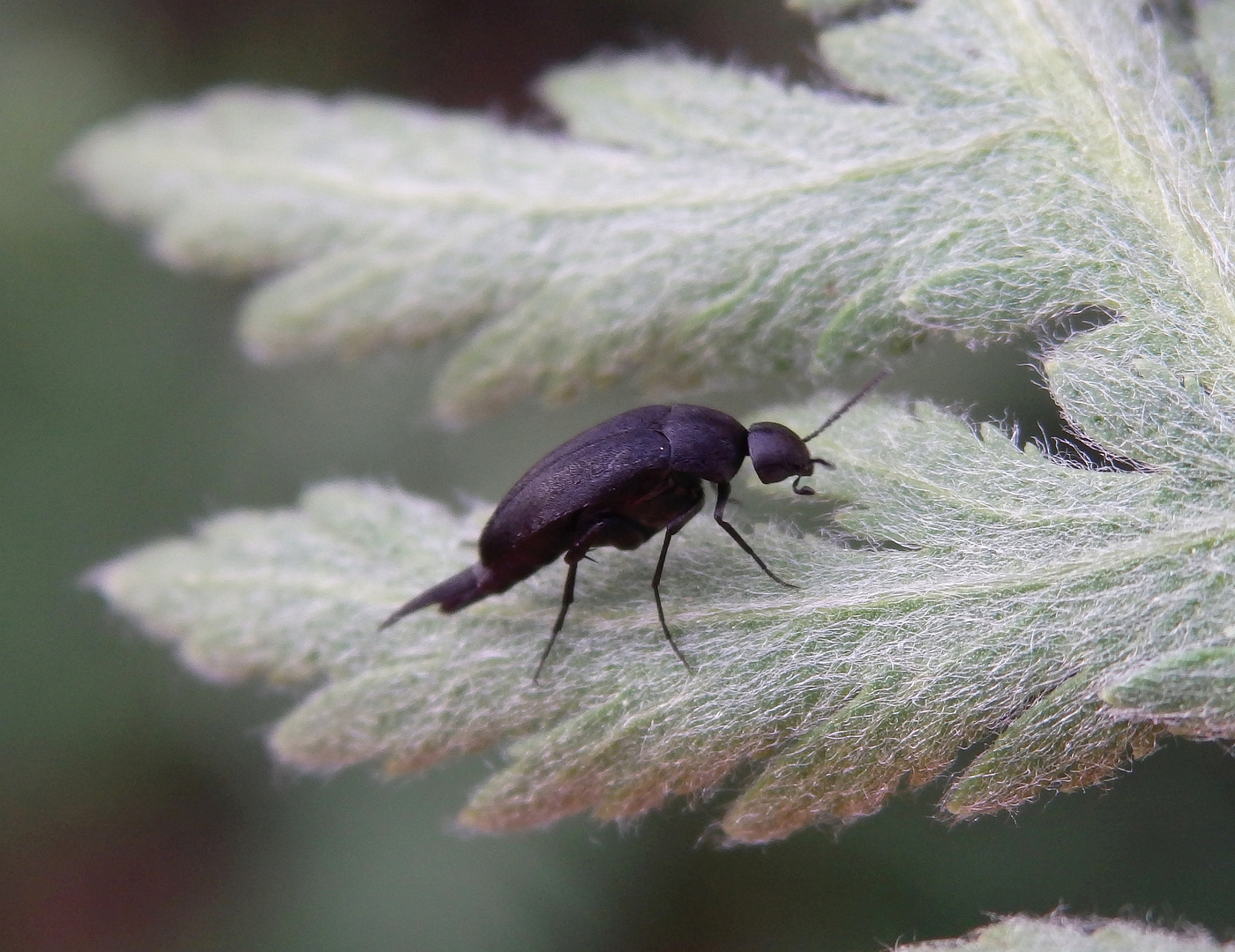 Stachelkäfer - Mordellidae sp.