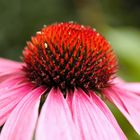 Stachelköpfchen der Echinacea