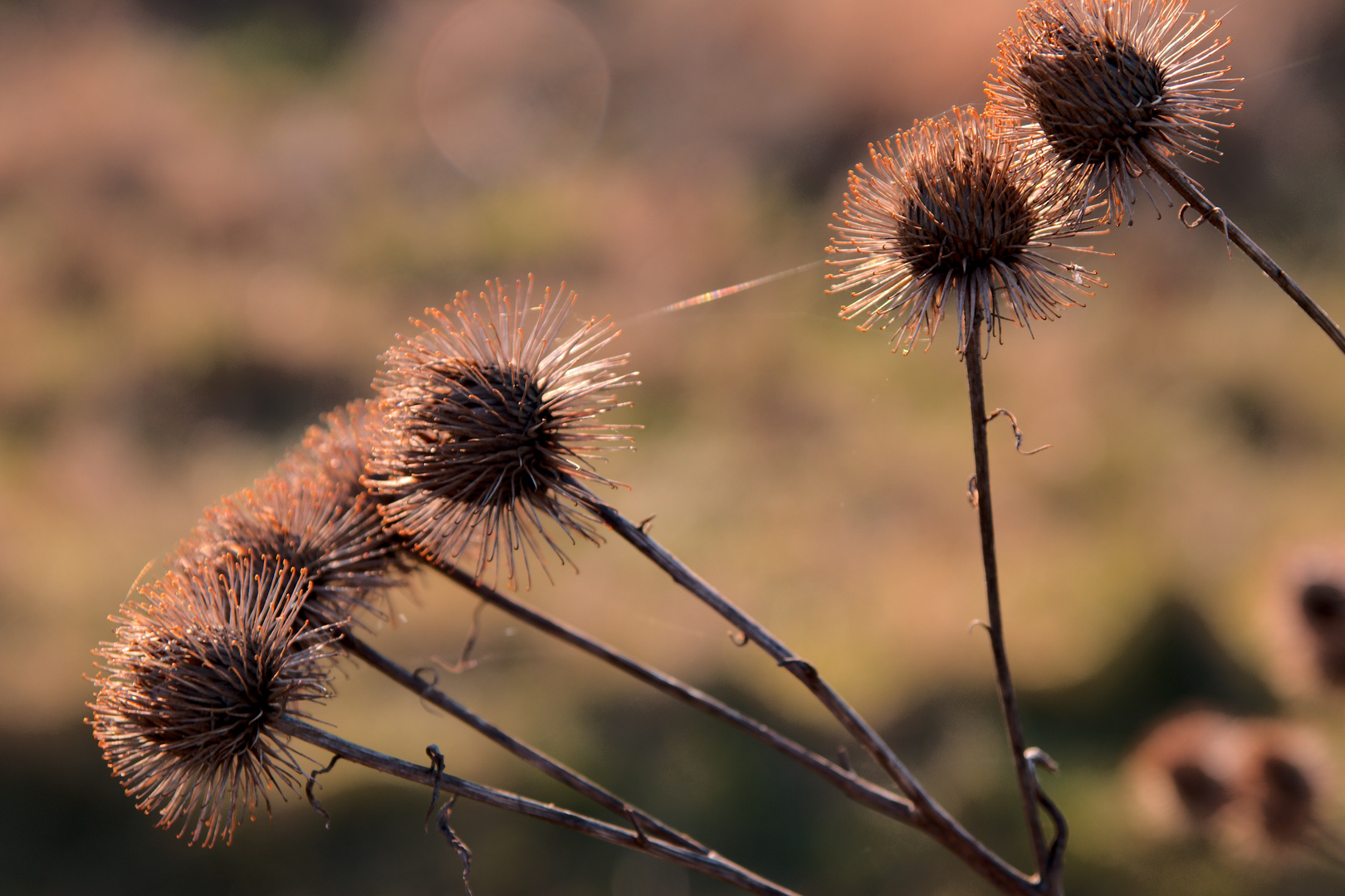 Stachelköpfe