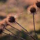 Stachelköpfe