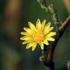 Stachellattich-Blüte, Lactuca serriola