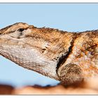 Stachelleguan in Utah