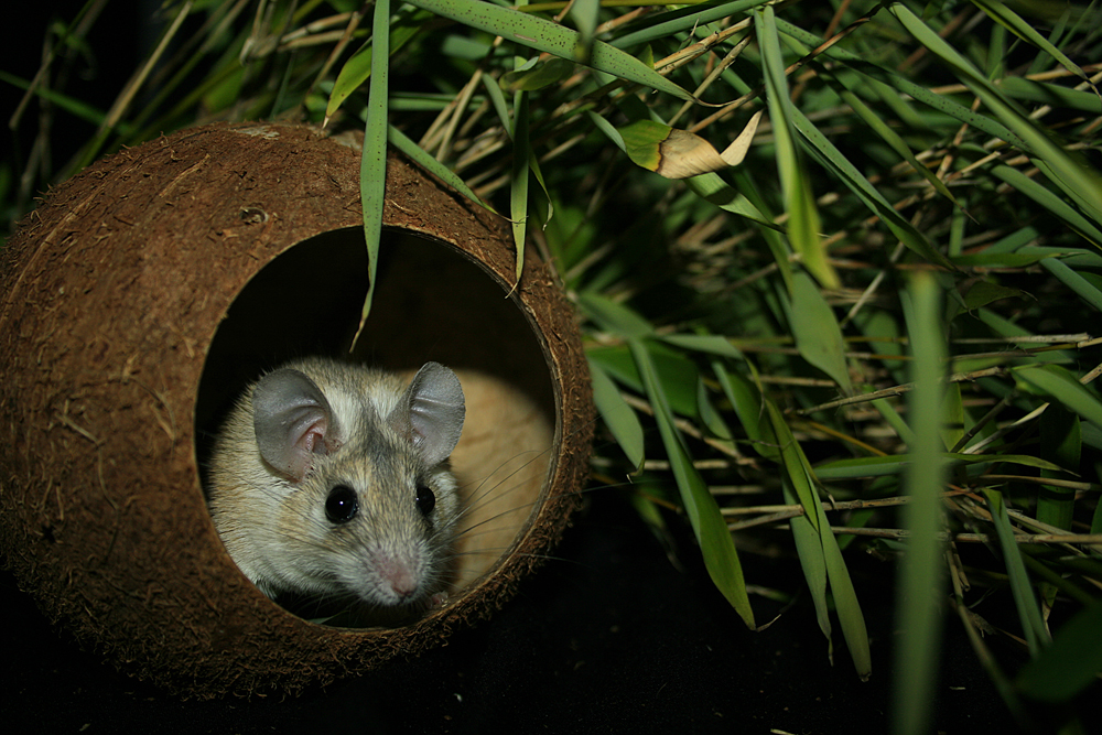 Stachelmaus