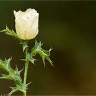 Stachelmohn (Argemone mexicana).....