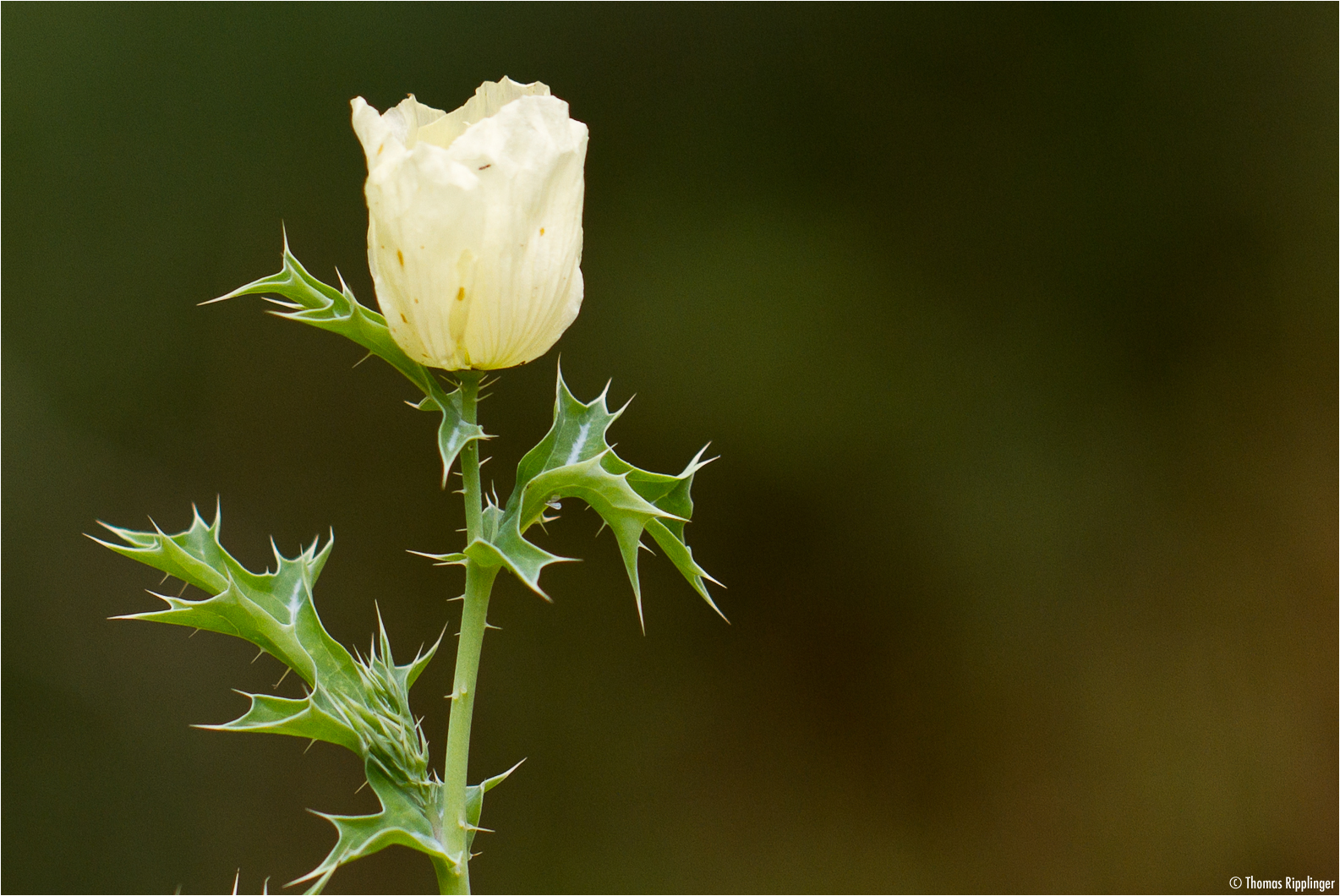 Stachelmohn (Argemone mexicana) Foto & Bild pflanzen, pilze