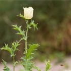 Stachelmohn (Argemone mexicana)....