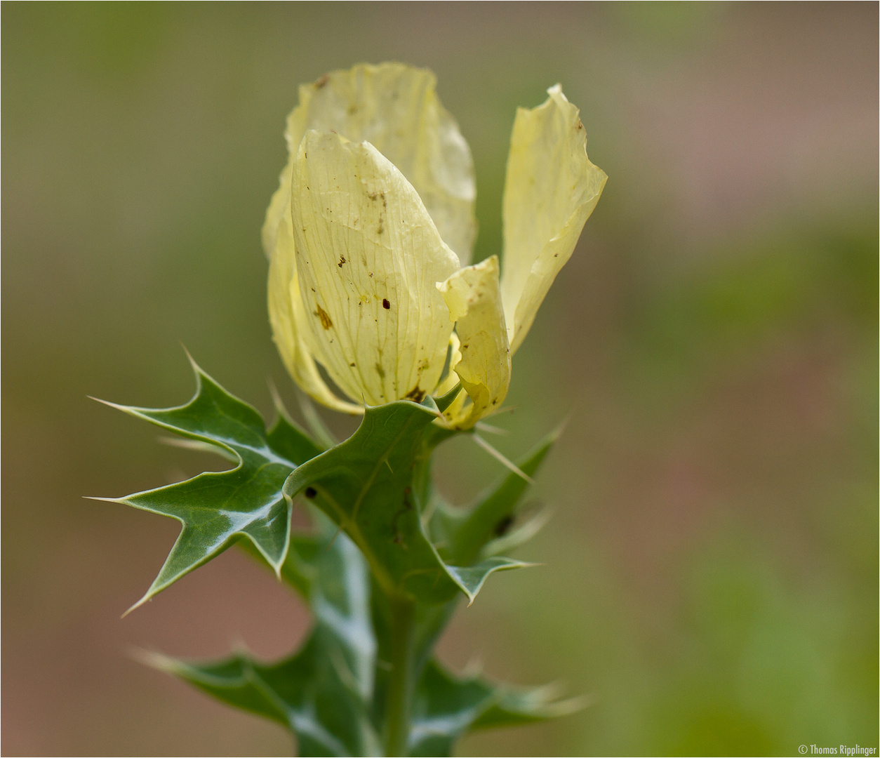 Stachelmohn (Argemone mexicana)..