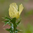 Stachelmohn (Argemone mexicana)..